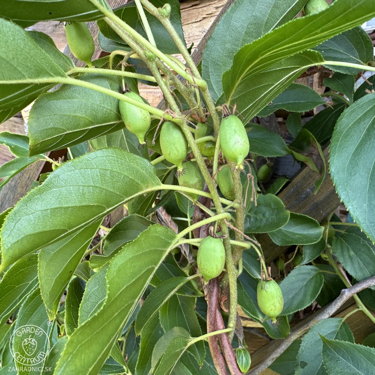 Obrázok Aktinídia žilnatá - kiwi (Actinidia arguta) ´ISSAI´ - výška 50-80 cm, kont. C3L - SAMOOPELIVÁ